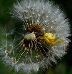 255 - CRAB SPIDER IN CLOCK - MEAD ANN - united kingdom <div